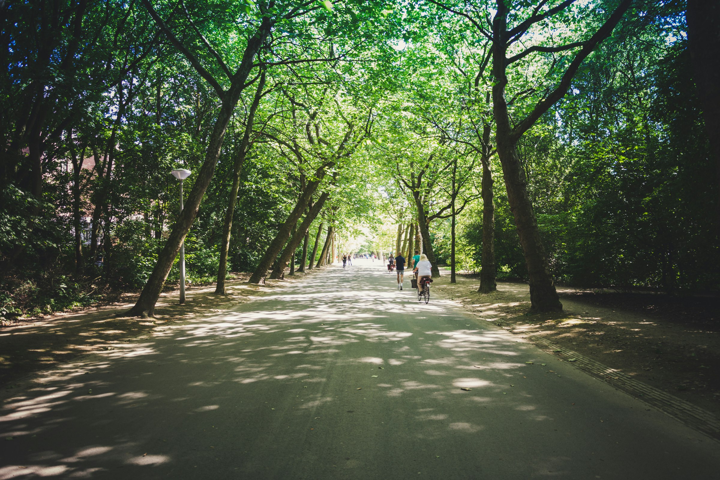 A wide path through the Vondelpark under a canopy of tall trees, with cyclists in the distance.