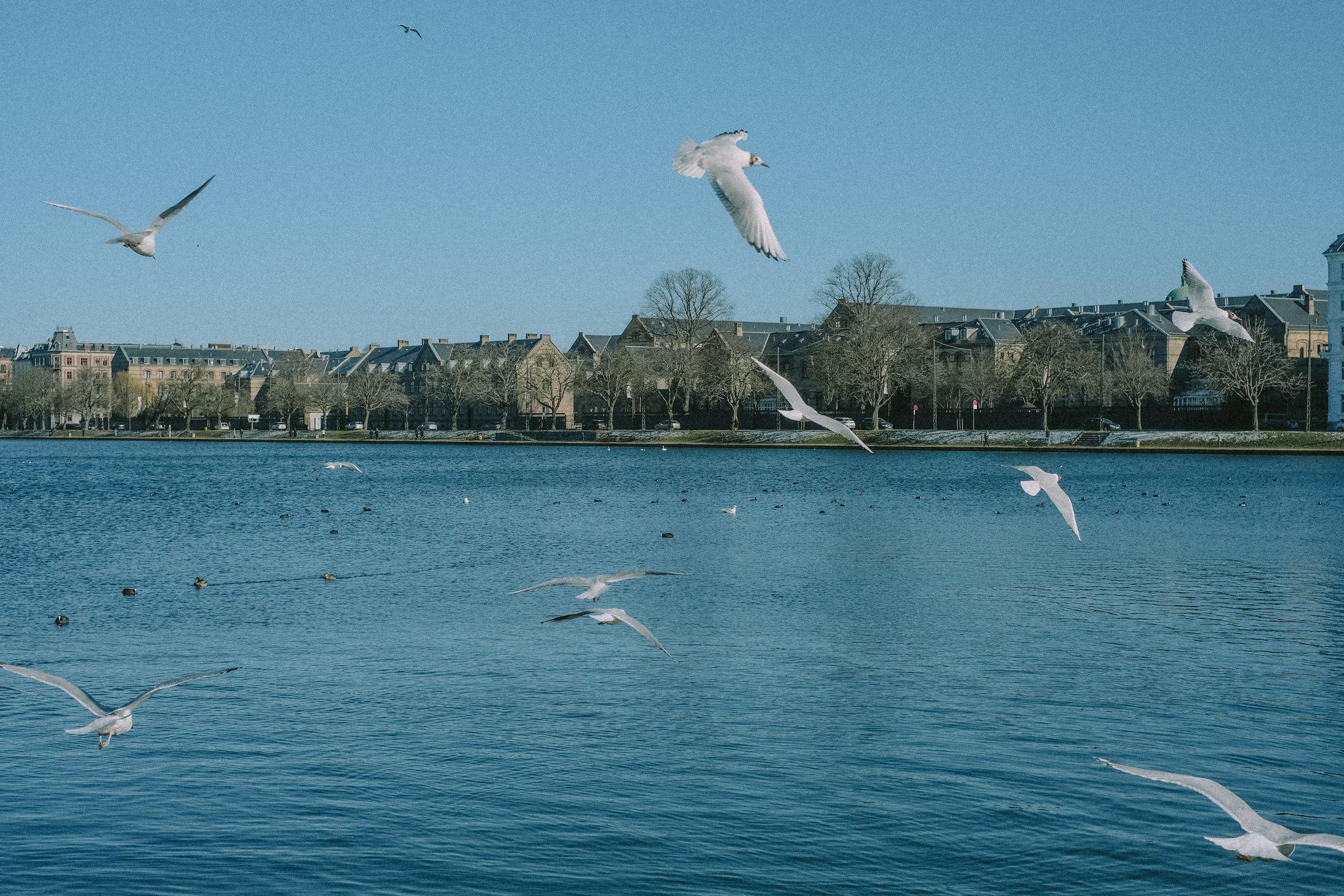 Gulls wheeling over a wide blue lake, with a row of city buildings on the far bank.