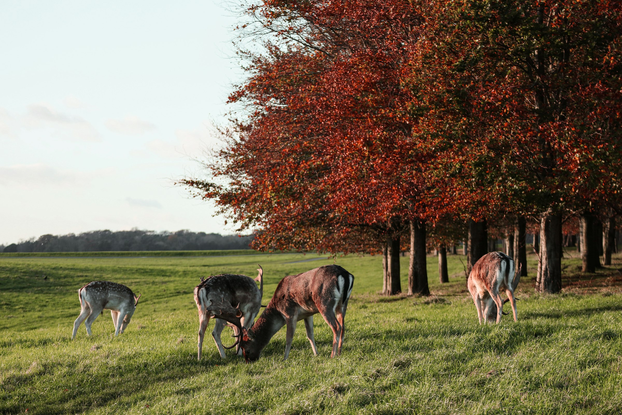 Fallow deer in Phoenix Park. The course climbs through the park to its high point, 70 m at 11.5 km. Photograph: Clément Bonnet, Unsplash.