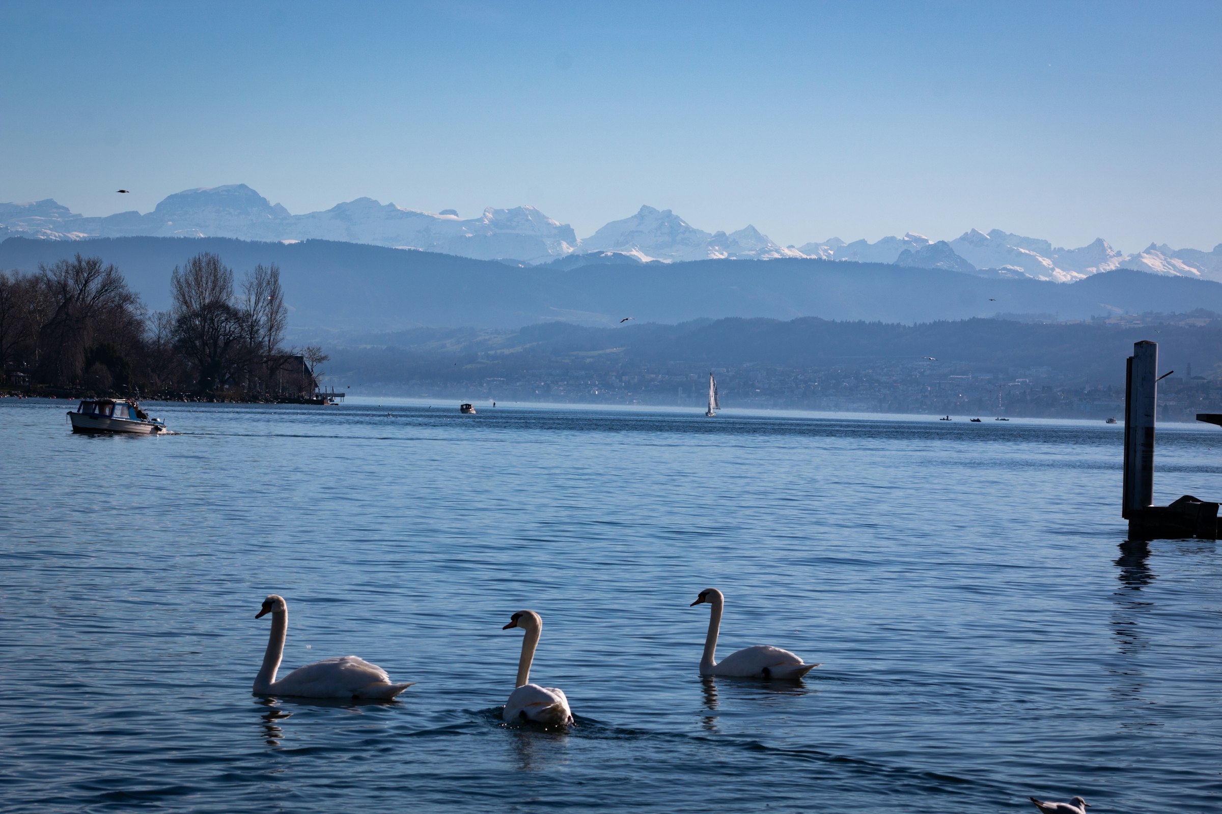 Swans on Lake Zurich, with the Alps beyond. The course runs down the lake's east shore to Meilen and back. Photograph: Connor, Unsplash.
